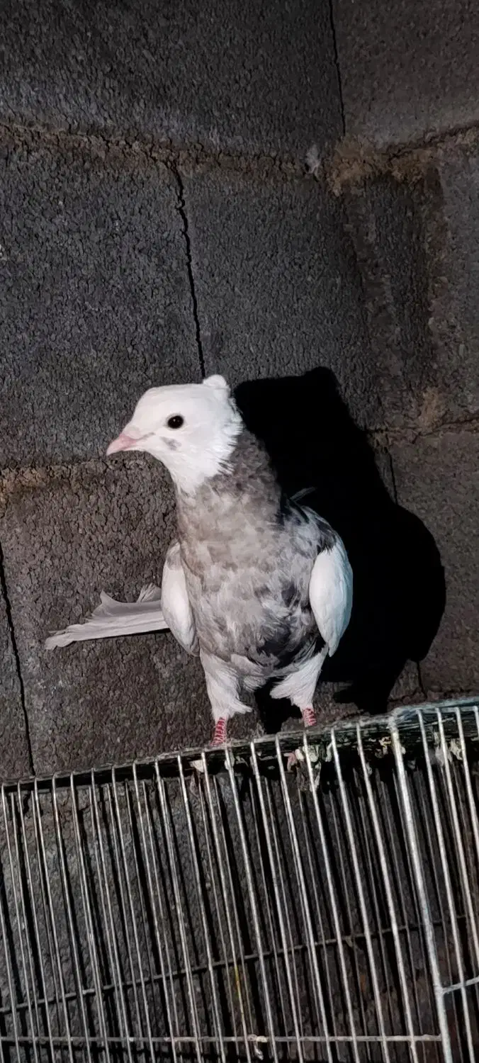 فروش کبوتر فوری|پرنده|یاسوج, |دیوار