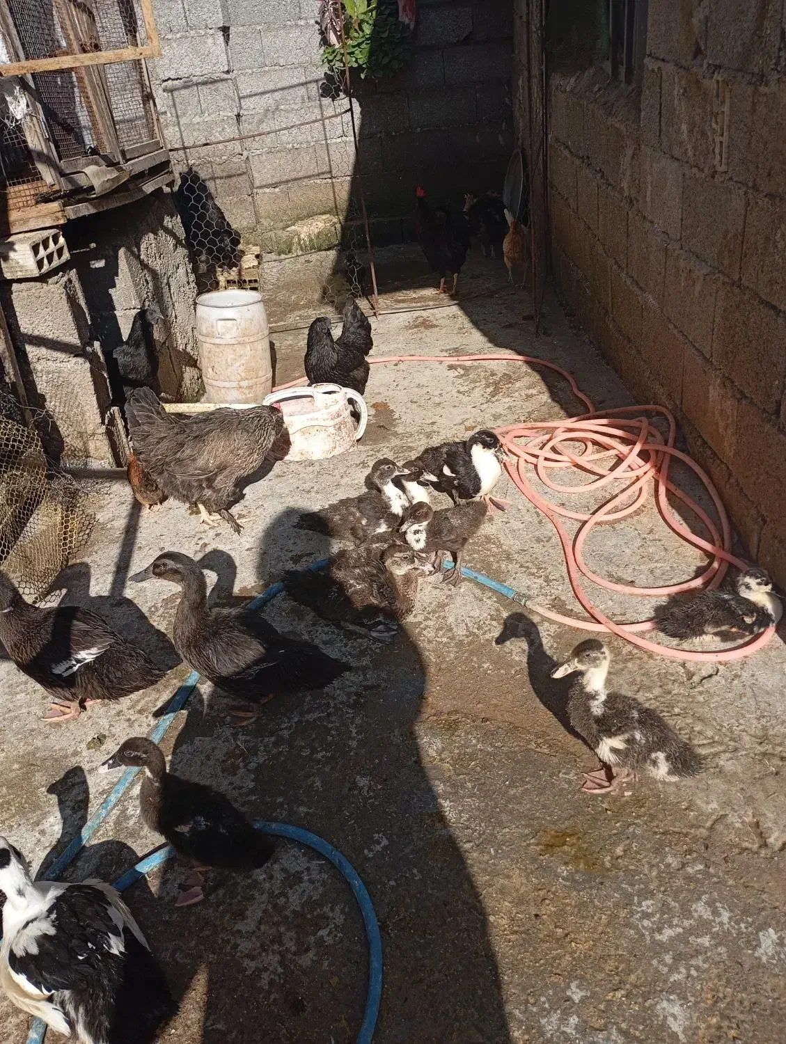 مرغ خروس بلدرچین غاز|حیوانات مزرعه|سنگر, |دیوار