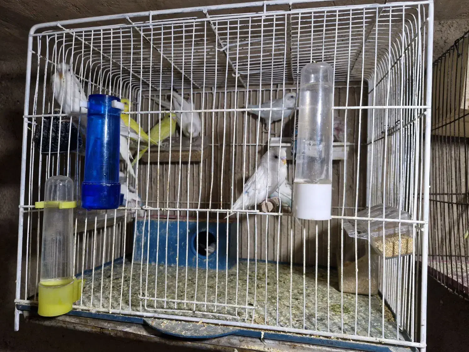 مرغ عشق|پرنده|شیراز, علی آباد|دیوار