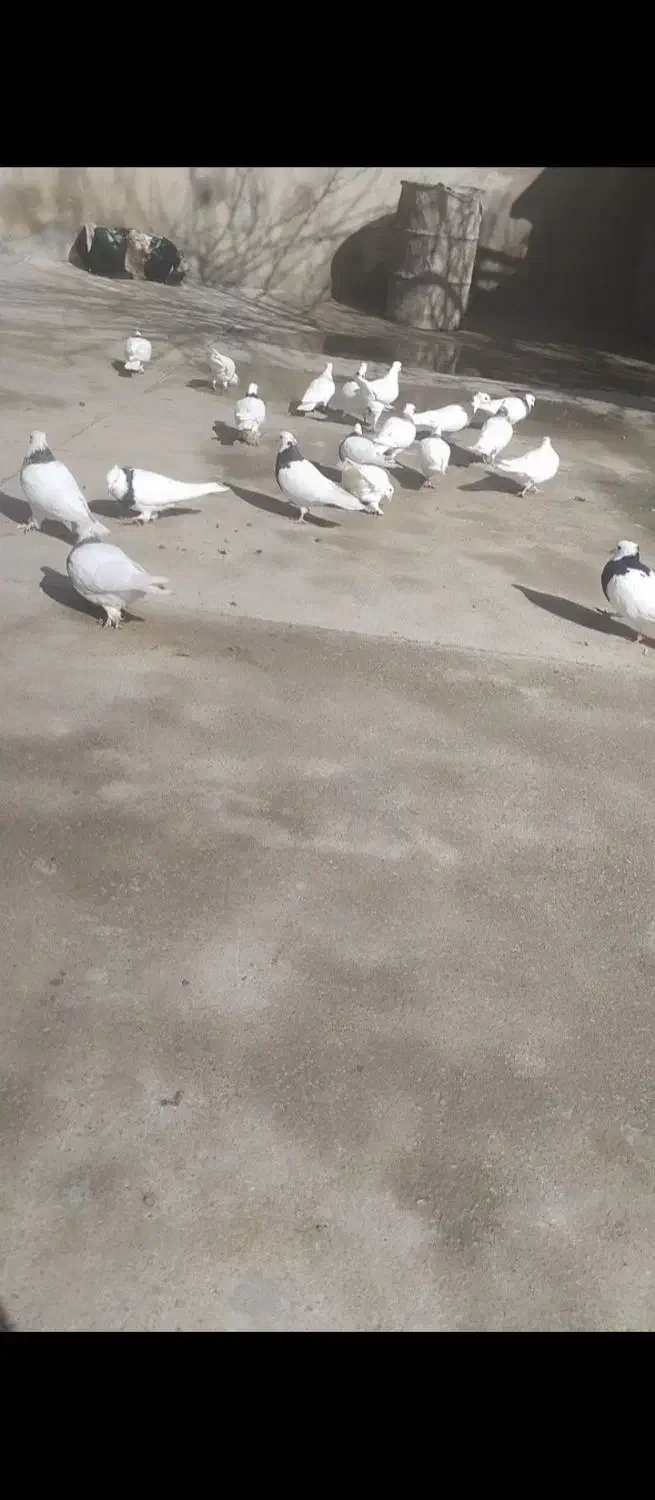 کبوتر طوقی|حیوانات|یاسوج, |دیوار