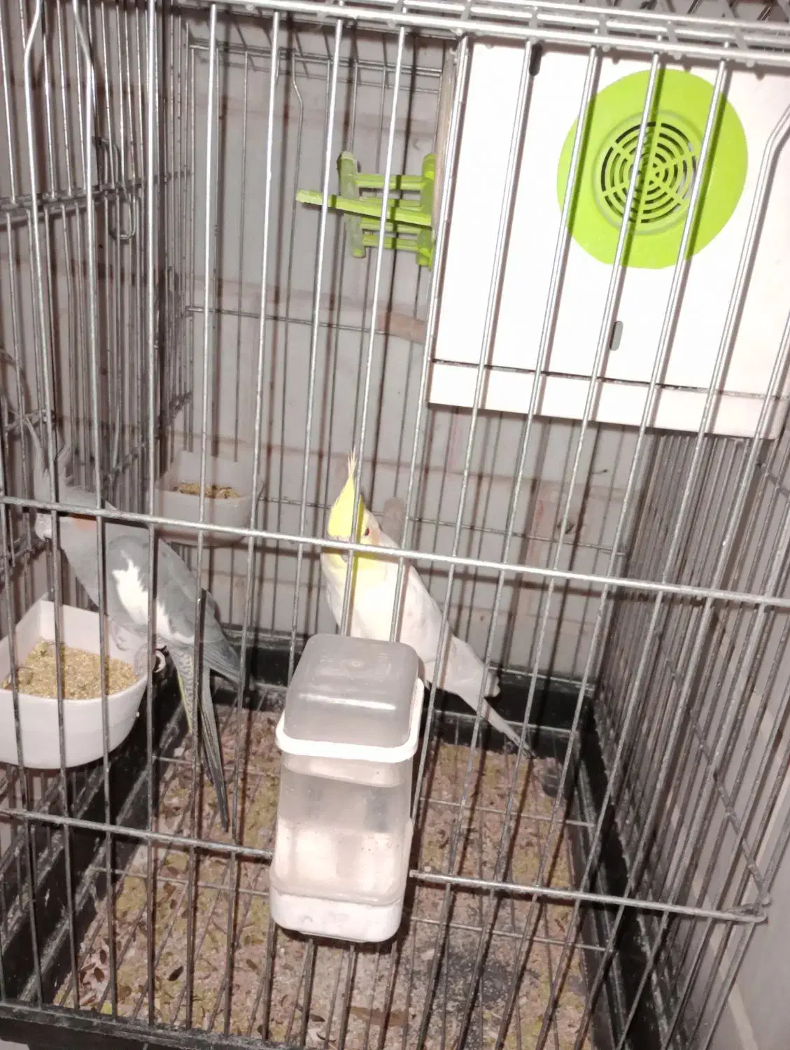 عروس هلندی جفت|پرنده|چهاردانگه (تهران), |دیوار