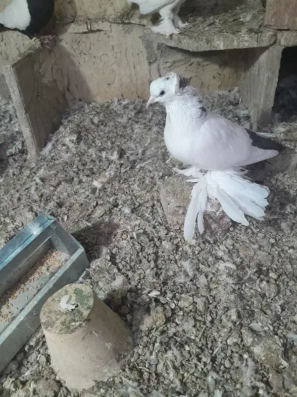 بوینی گولی فیلی پاپر مایا|پرنده|لاهیجان, انقلاب|دیوار