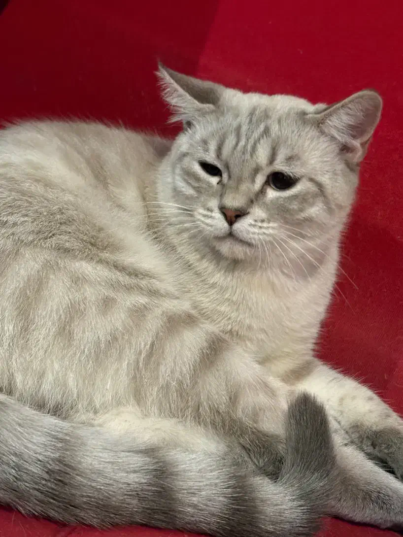 گربه میکس سلطنتی|گربه|فردیس, فردیس|دیوار