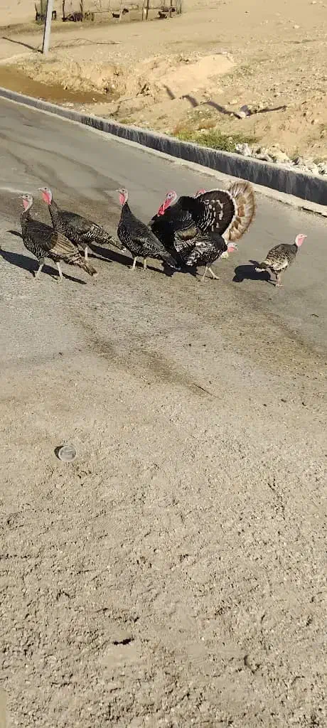 بوقلمون|حیوانات مزرعه|چرام, |دیوار