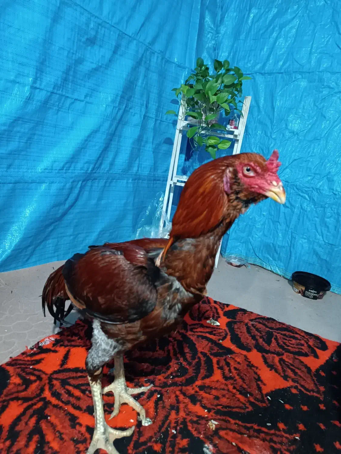 خروس لاری|حیوانات مزرعه|گرگان, |دیوار