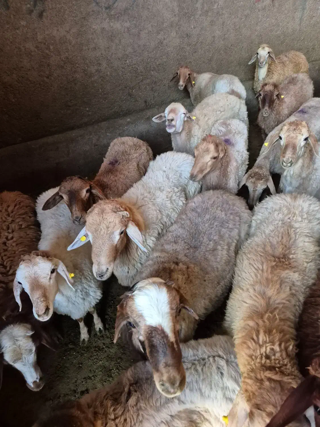 فروش بره مستقیم از دامداری **دام برتر**|حیوانات مزرعه|تهران, قیطریه|دیوار