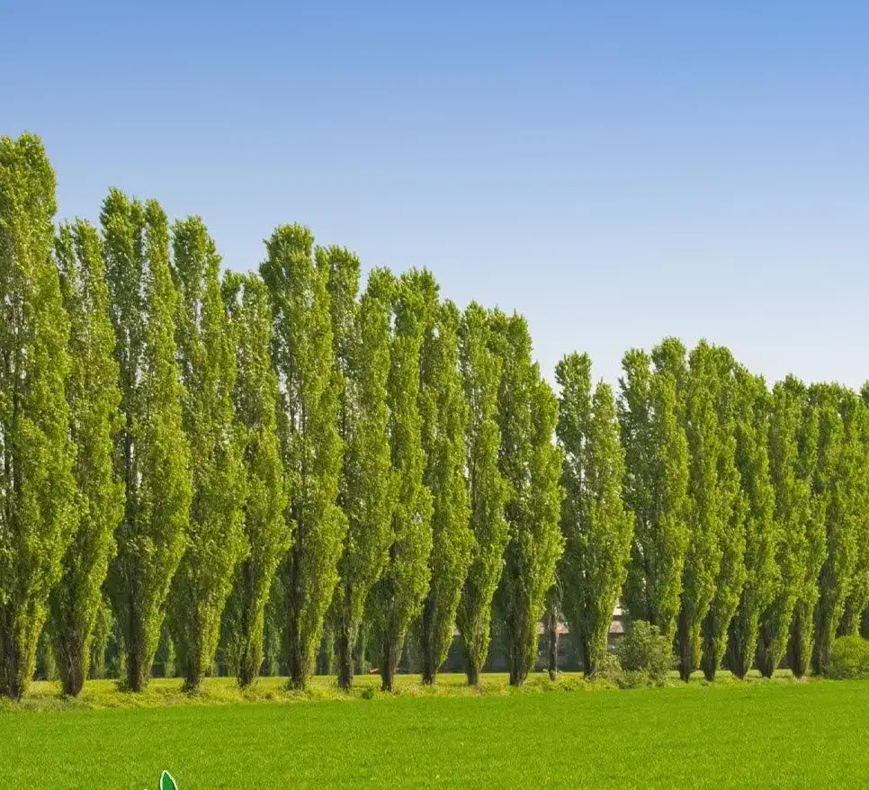 تولیدنهال سپیدار به قیمت ۱۵ت|خدمات باغبانی و درختکاری|ربط, |دیوار