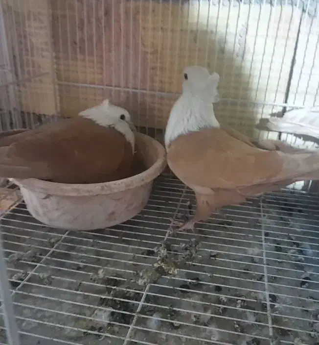 کلاغ کربلایی کله سفید کاکلی|پرنده|سبزوار, قلعه‌نو دهزار|دیوار