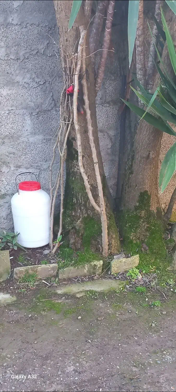 گل یوکا|گل و گیاه طبیعی|لولمان, |دیوار