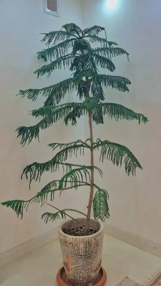 کاچ مطبق|گل و گیاه طبیعی|شیراز, گویم|دیوار