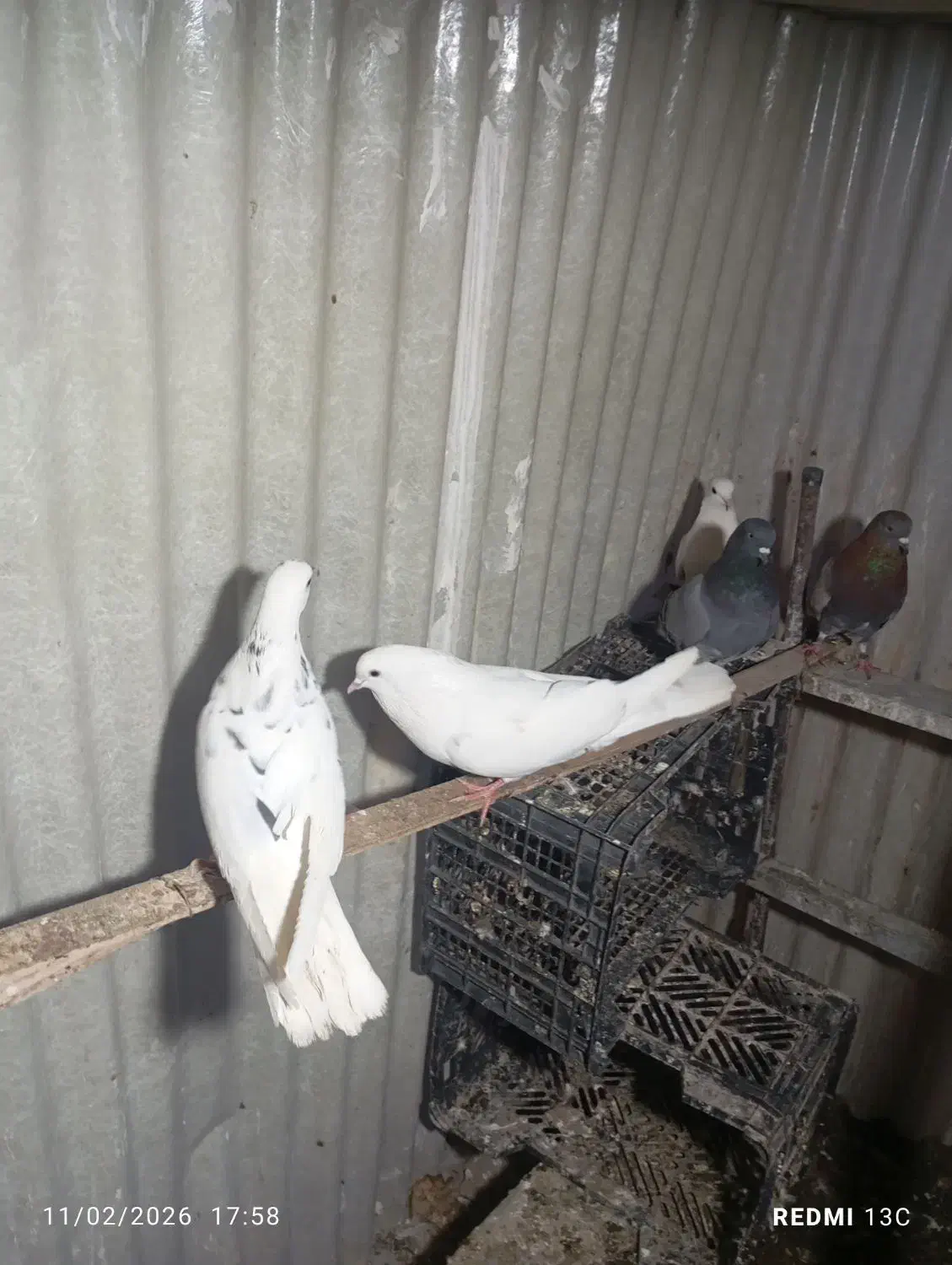 کبوتر|پرنده|شهریار, اسد‌آباد|دیوار