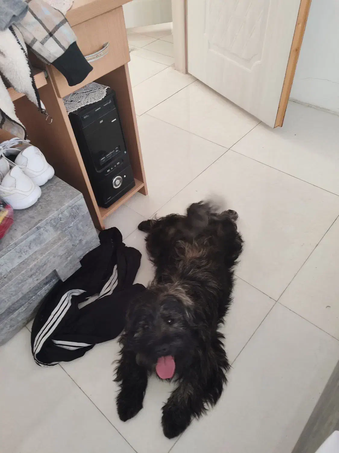 سگ پاکوتاه نر شیتزو ترییل|سگ|مشهد, وکیل‌آباد|دیوار