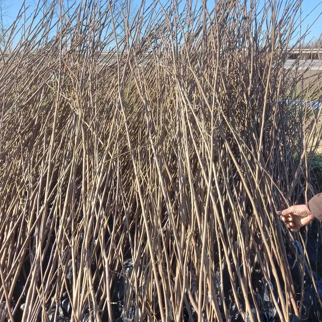 فروش نهال از خود خزانه بدون واسطه|خدمات باغبانی و درختکاری|دوگنبدان, |دیوار