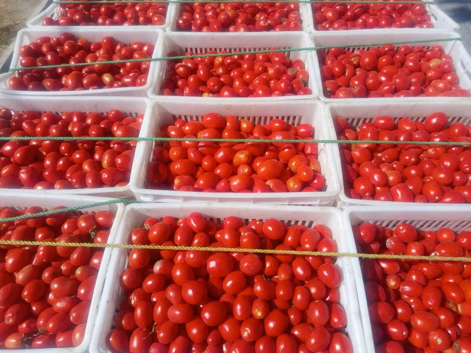 سبد 25کیلویی در حد نو|ظروف نگهدارنده، پلاستیکی، یکبارمصرف|همدان, |دیوار