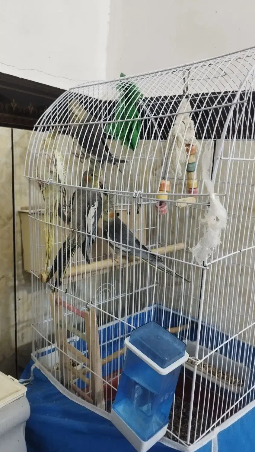 عروس هلندی|پرنده|چمران, |دیوار