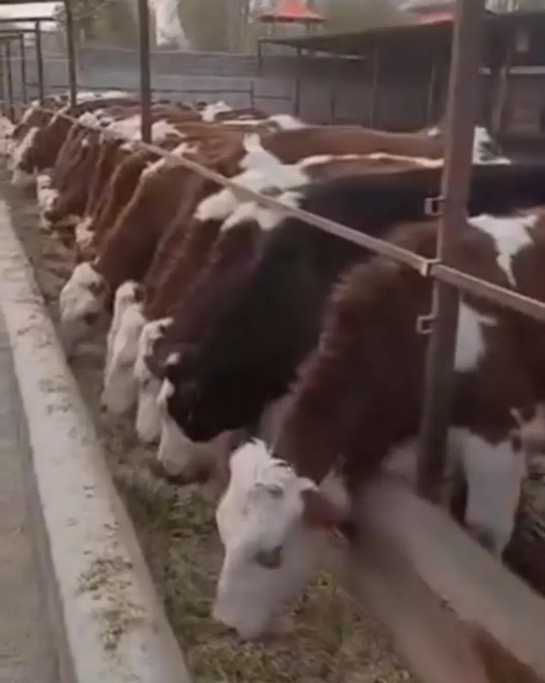 دام‌شهر بندرترکمن فروش بهترین گوساله پرواری|حیوانات مزرعه|ساوه, |دیوار