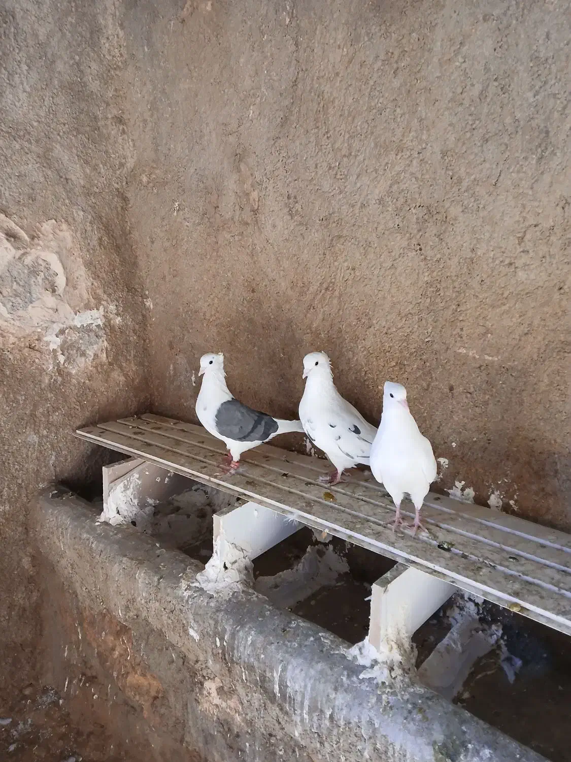 کبوتر|پرنده|چگنی, |دیوار