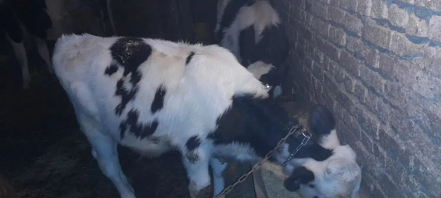 فروشی|حیوانات مزرعه|کوهرنگ, |دیوار