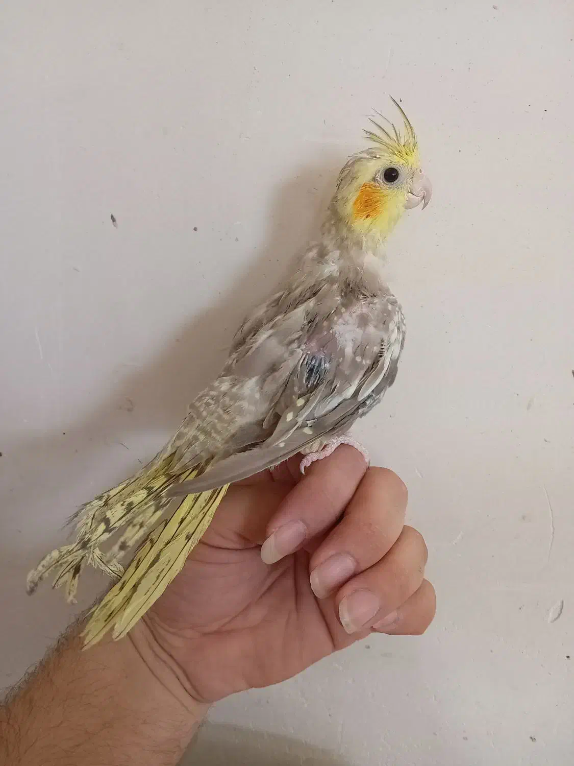 عروس هلندی۶۰۰+مرغ عشق(سرلاکی۱۵۰+باجوجه۱/۵۰۰|پرنده|قزوین, |دیوار