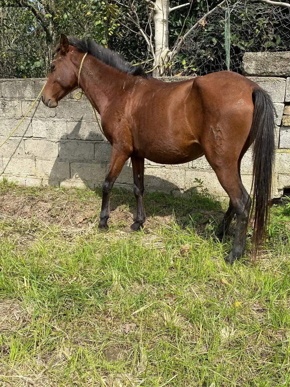 فروش مادیان با کره مادیان|اسب و تجهیزات اسبسواری|پرهسر, |دیوار