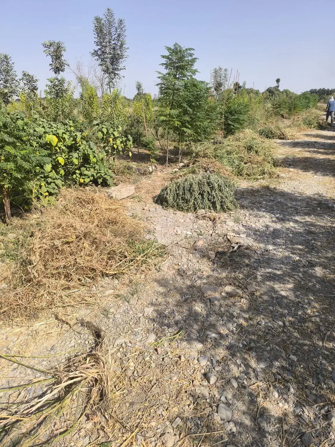 باغچه250متری|فروش خانه و ویلا|اسلام‌شهر, شهرک مصطفی خمینی|دیوار