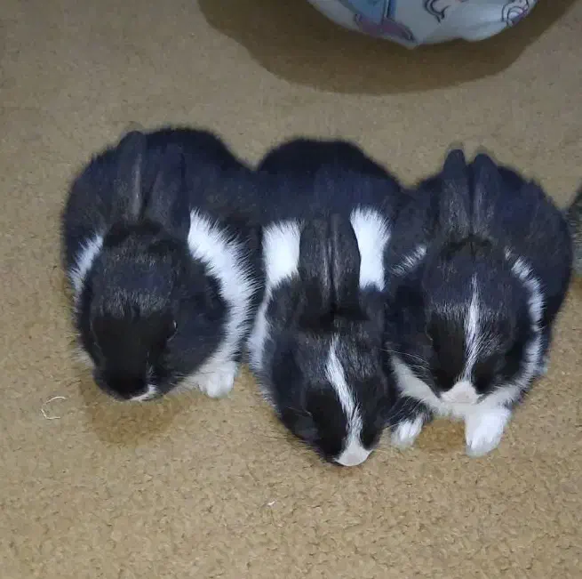 خرگوش|موش و خرگوش|بهارستان, |دیوار