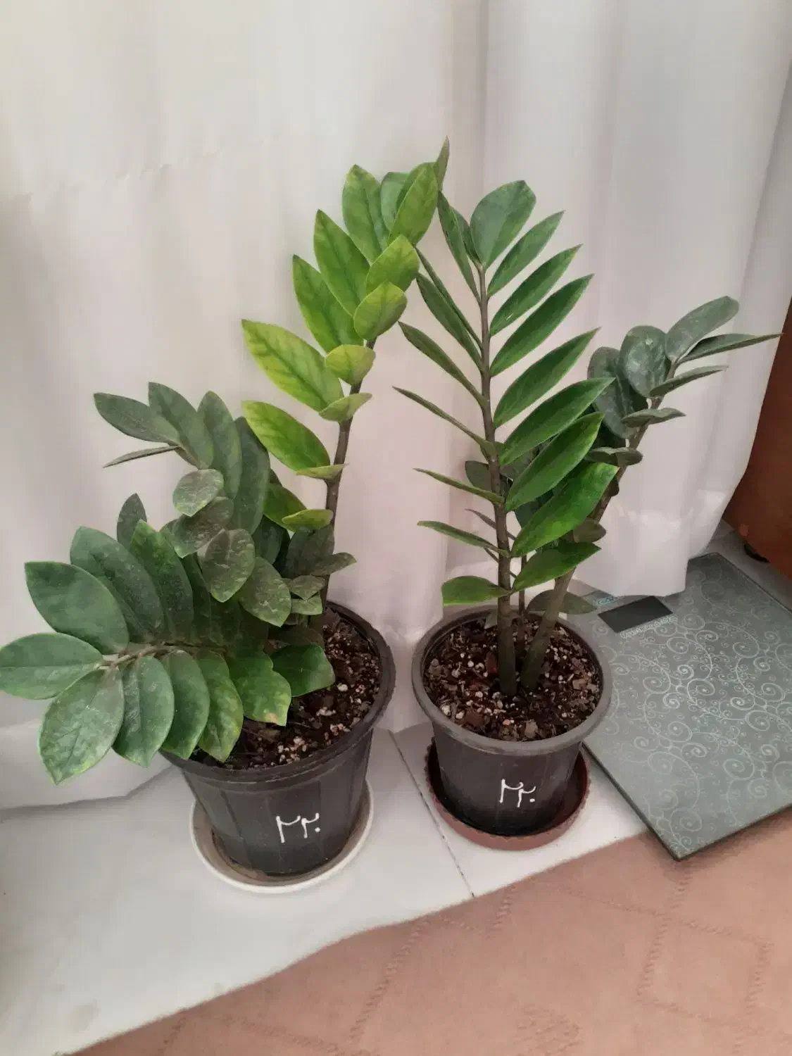 گل طبیعی خانگی|گل و گیاه طبیعی|ارومیه, |دیوار