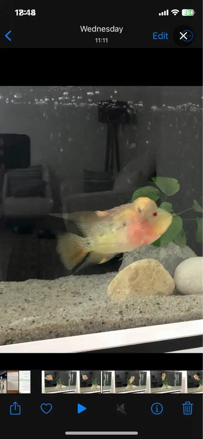 ماهی فلاورهورن|ماهی|بندرعباس, |دیوار