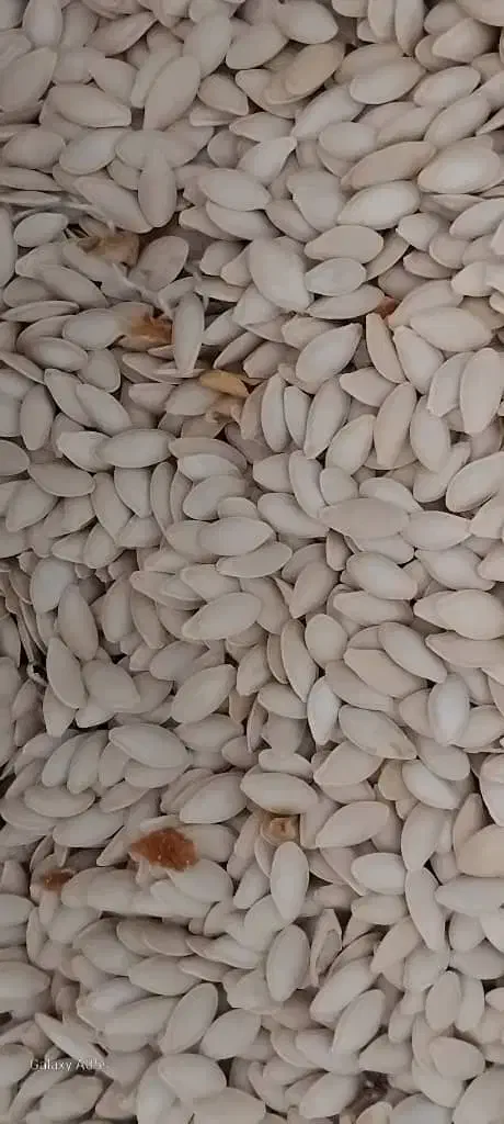 تخمک کدو|عمده‌فروشی|فیروزآباد (فارس), |دیوار