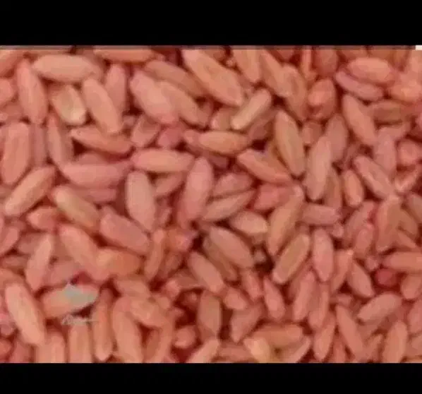 ۲ تن بذر گندم دیم|گل و گیاه طبیعی|کرانی, |دیوار