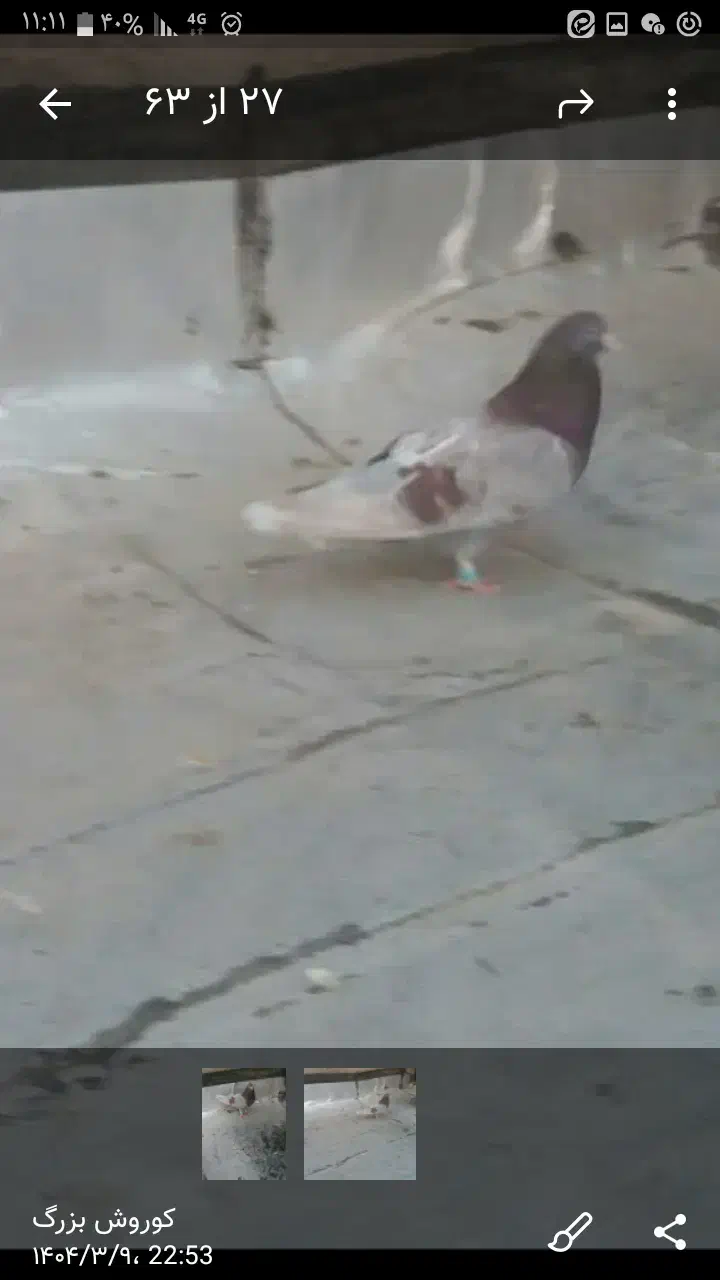 کبوتر|پرنده|ساوه, |دیوار