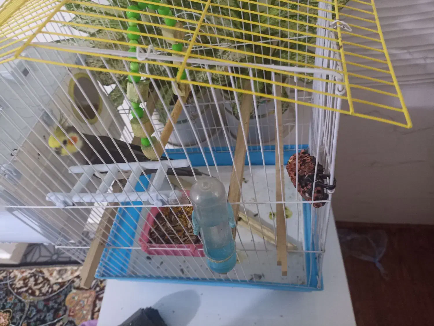 عروس هلندی  دستی اهی وسخنگو چهار عدد هرستا اهلی ه|پرنده|بوکان, |دیوار