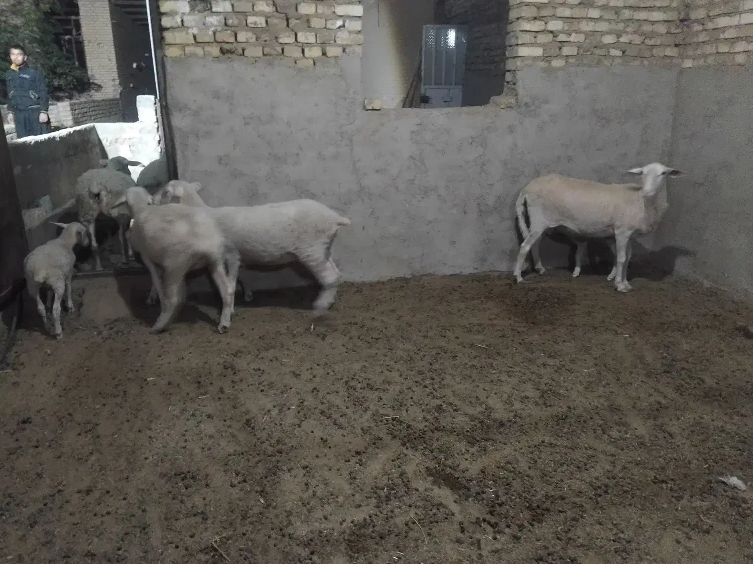 میش لاکن|حیوانات مزرعه|اشکذر, |دیوار