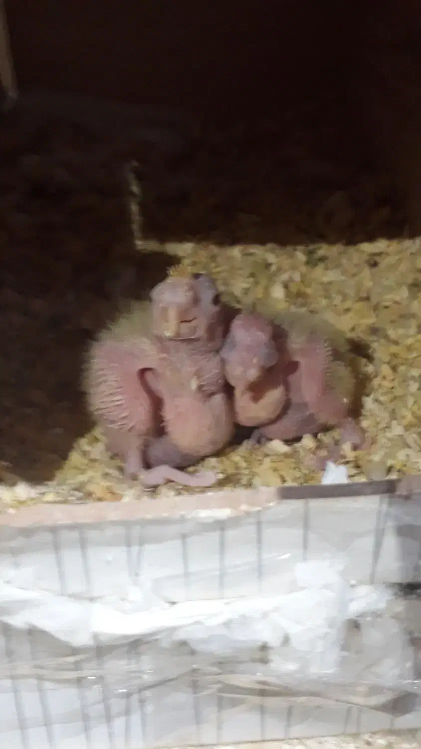 جفت طوطی عروس مولد با دو تا جوجه|پرنده|قائمشهر, |دیوار