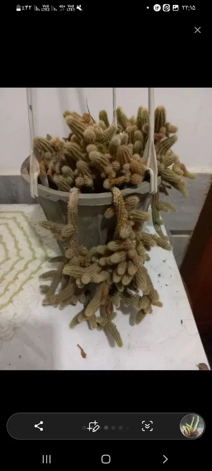 گل طبیعی زیبا|گل و گیاه طبیعی|بیرجند, |دیوار