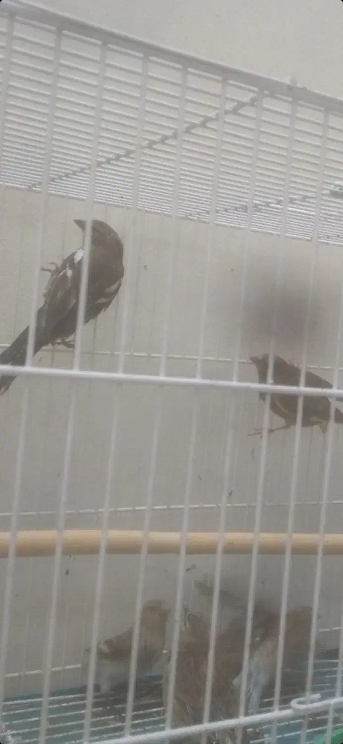 سره|پرنده|خمینی‌شهر, |دیوار