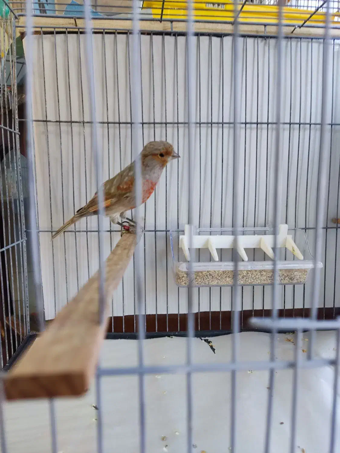 قناری|پرنده|خوی, |دیوار