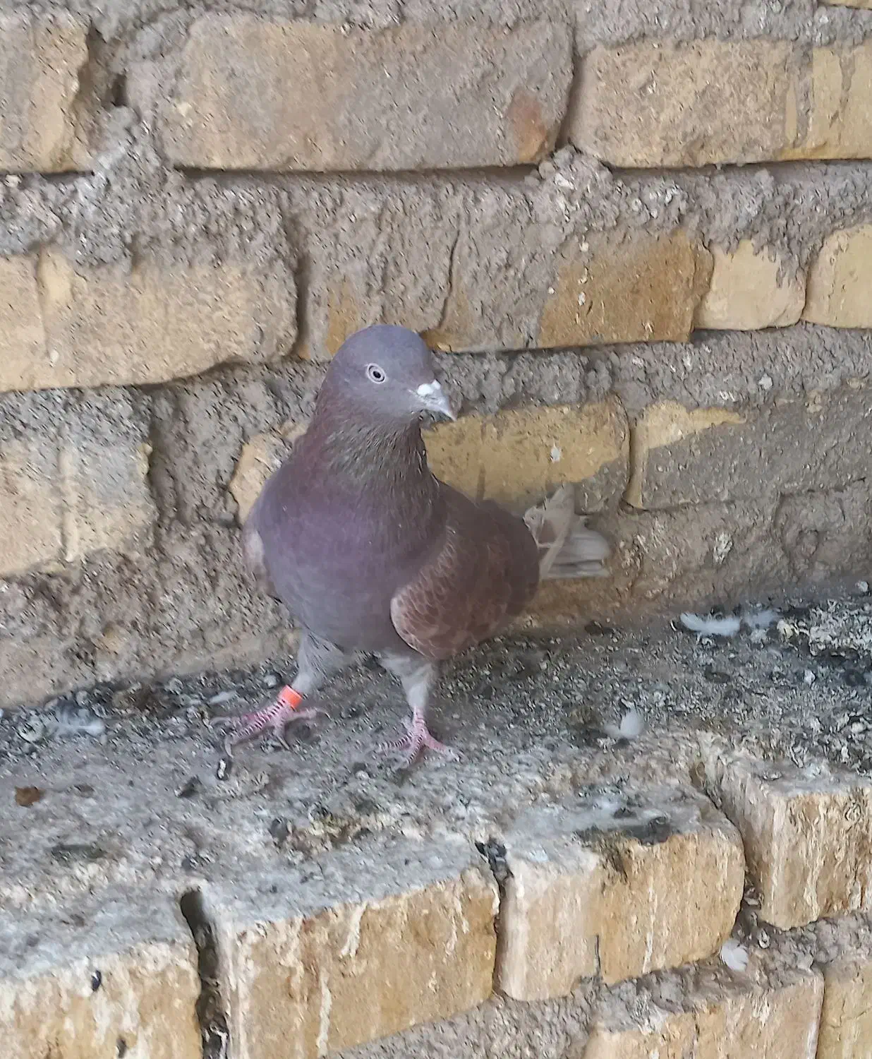 ماده کفتر سرخ|پرنده|زارچ, |دیوار