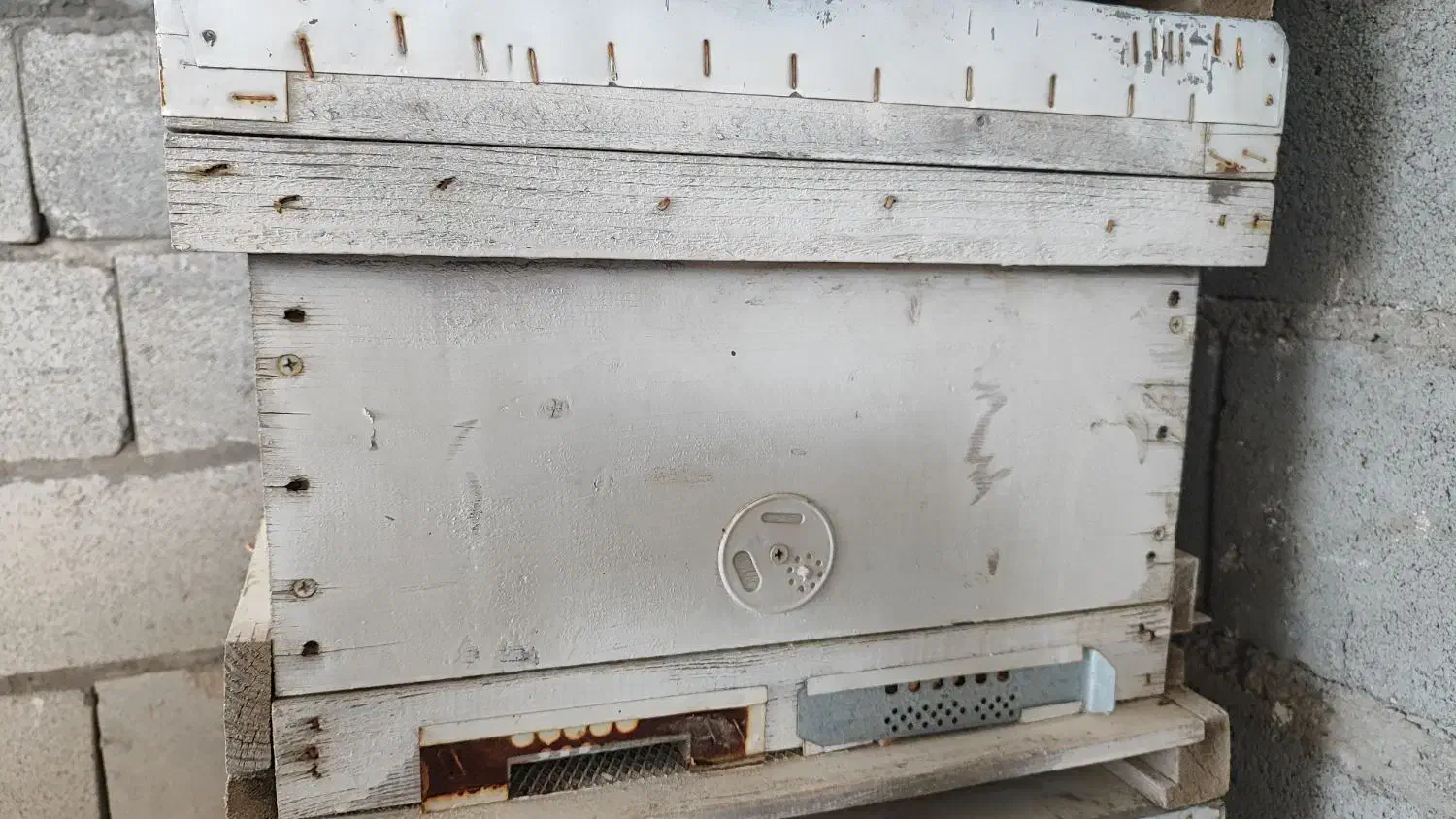 کندو|لوازم جانبی حیوانات|صوفیان, |دیوار