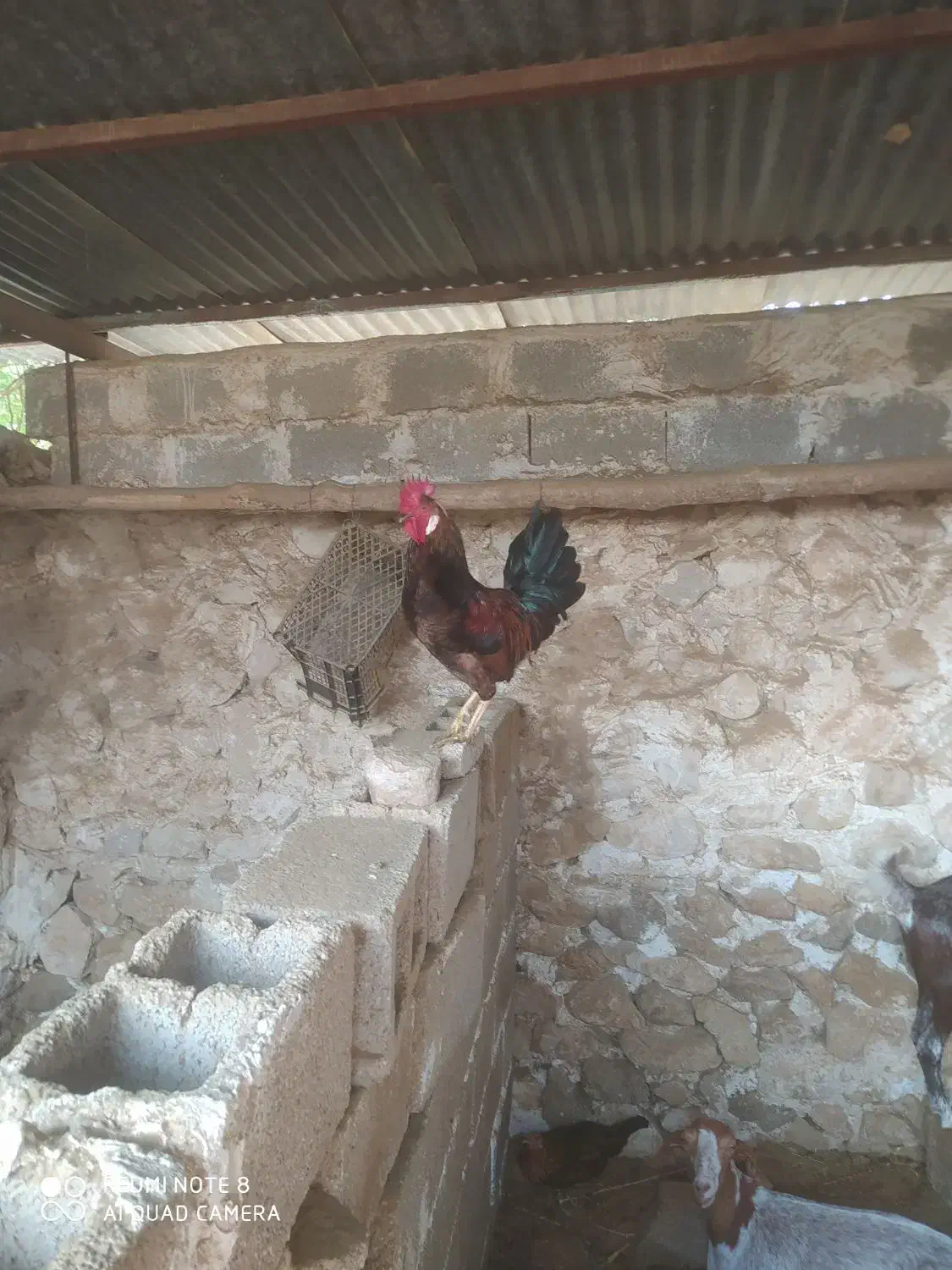 خروس محلی|حیوانات مزرعه|خورموج, |دیوار