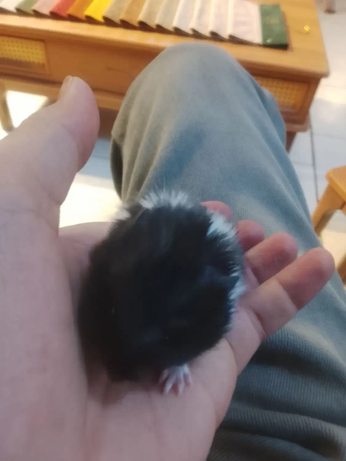 همستر|موش و خرگوش|شهرکرد, |دیوار