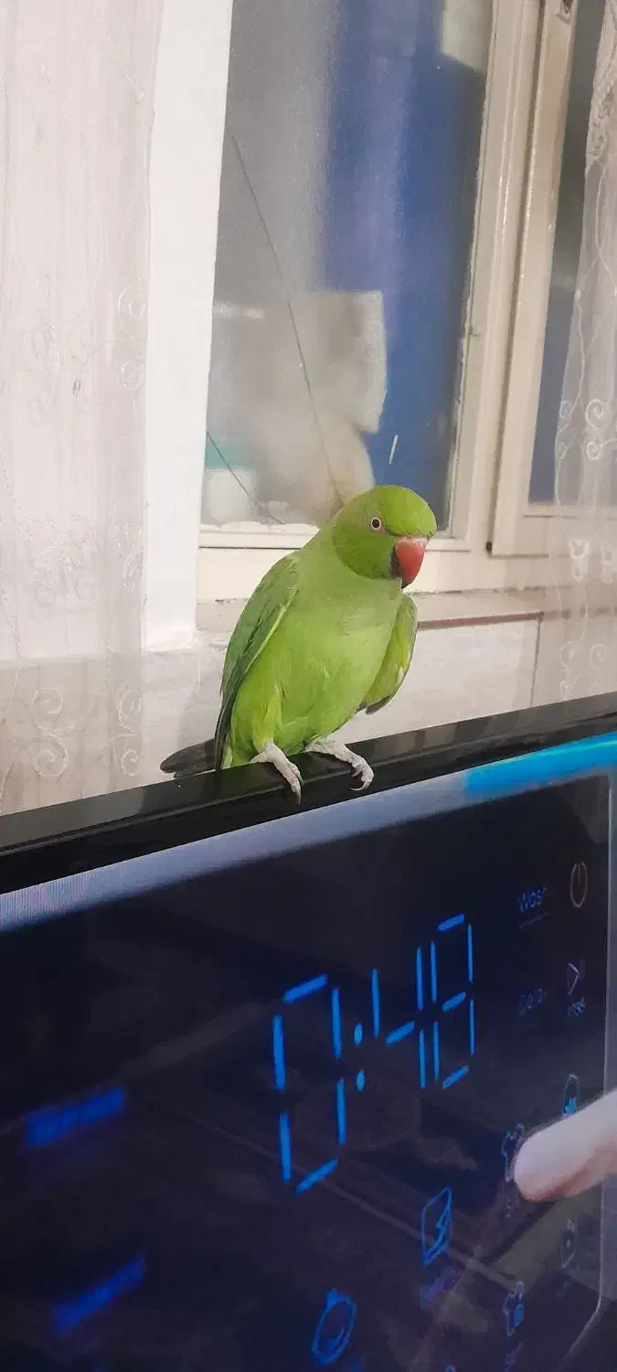 یک عدد طوطی ملنگو یکی دوساله رام چلوندنی|پرنده|شهریار, شهرک نماز (دینار آباد)|دیوار