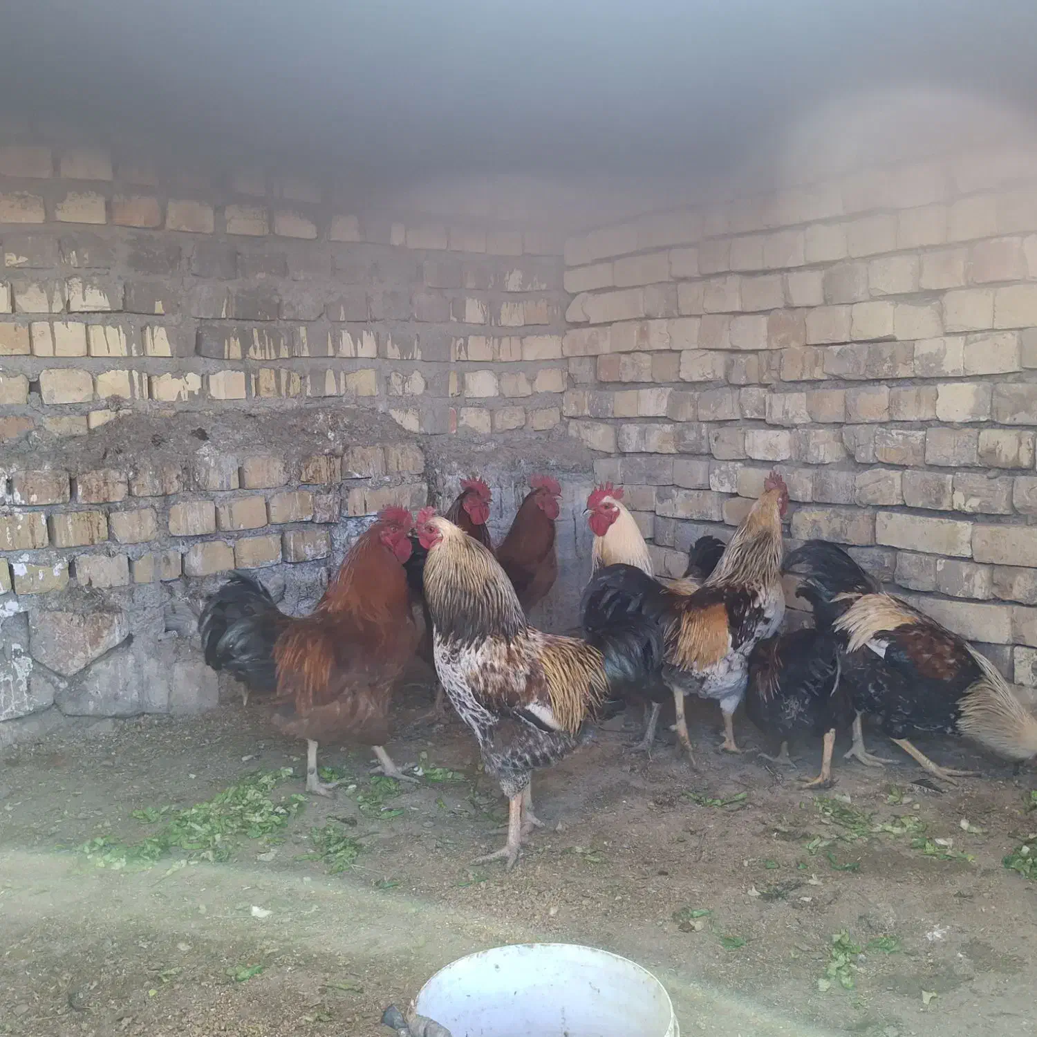 پرنده|پرنده|گلپایگان, |دیوار