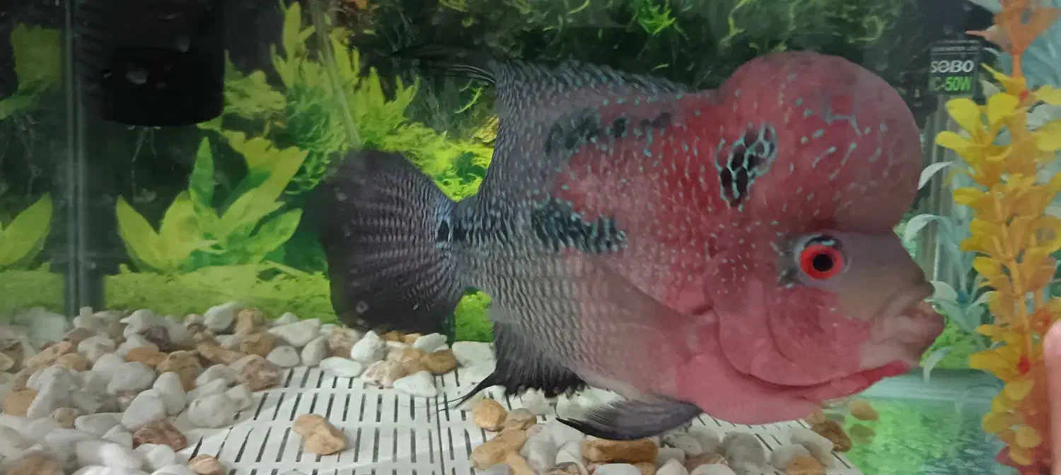 فلاور|ماهی|قم, تولید دارو و یخچال|دیوار