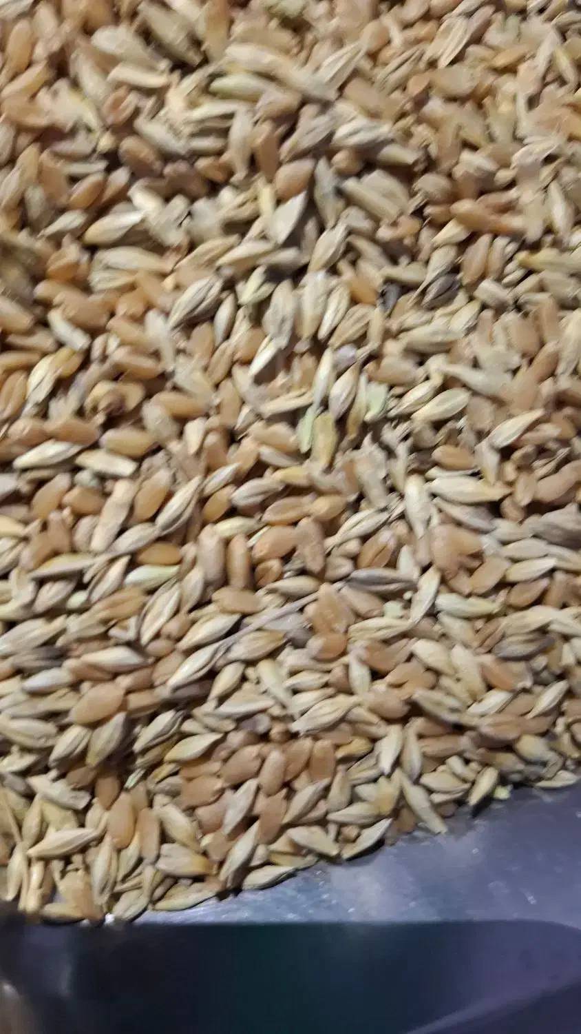 گندم وجو شبیشه|خدمات باغبانی و درختکاری|سوسنگرد, |دیوار