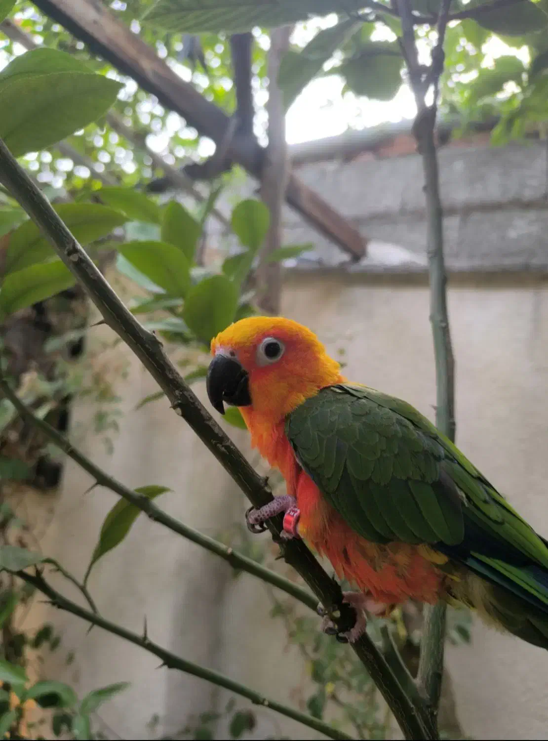 طوطی خورشیدی و راهب دستی|پرنده|رشت, گلسار|دیوار