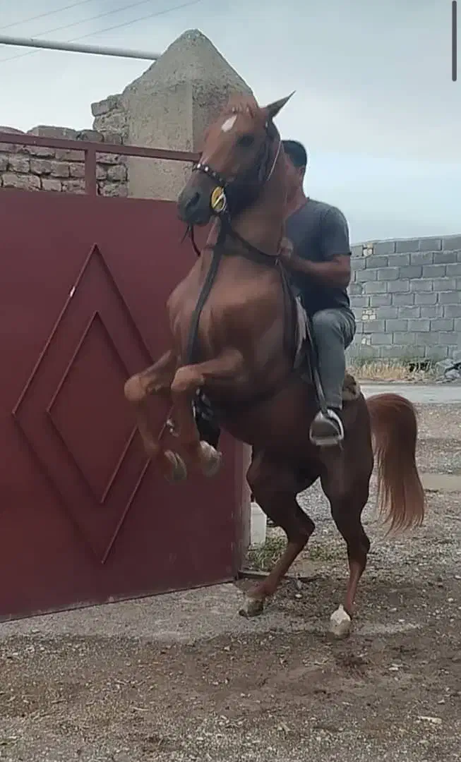 اسب بی نهایت سر و دمگیر|اسب و تجهیزات اسب‌سواری|گلپایگان, |دیوار