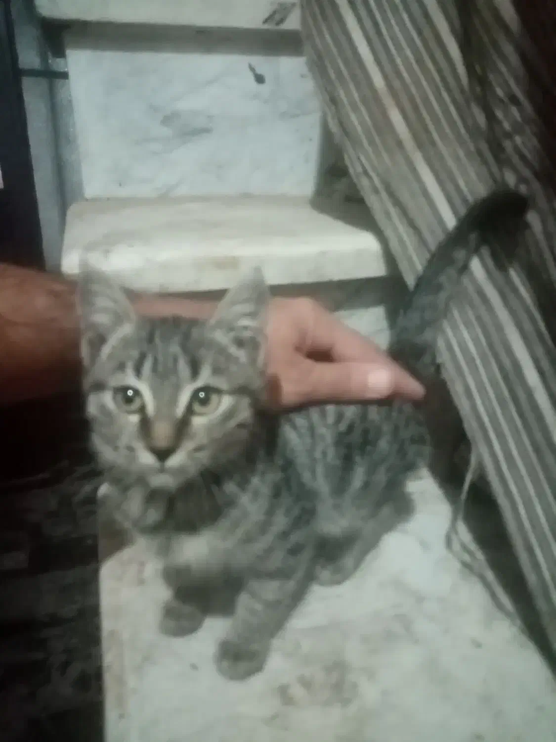 بچه گربه|گربه|سبزوار, قصبه شرقی|دیوار