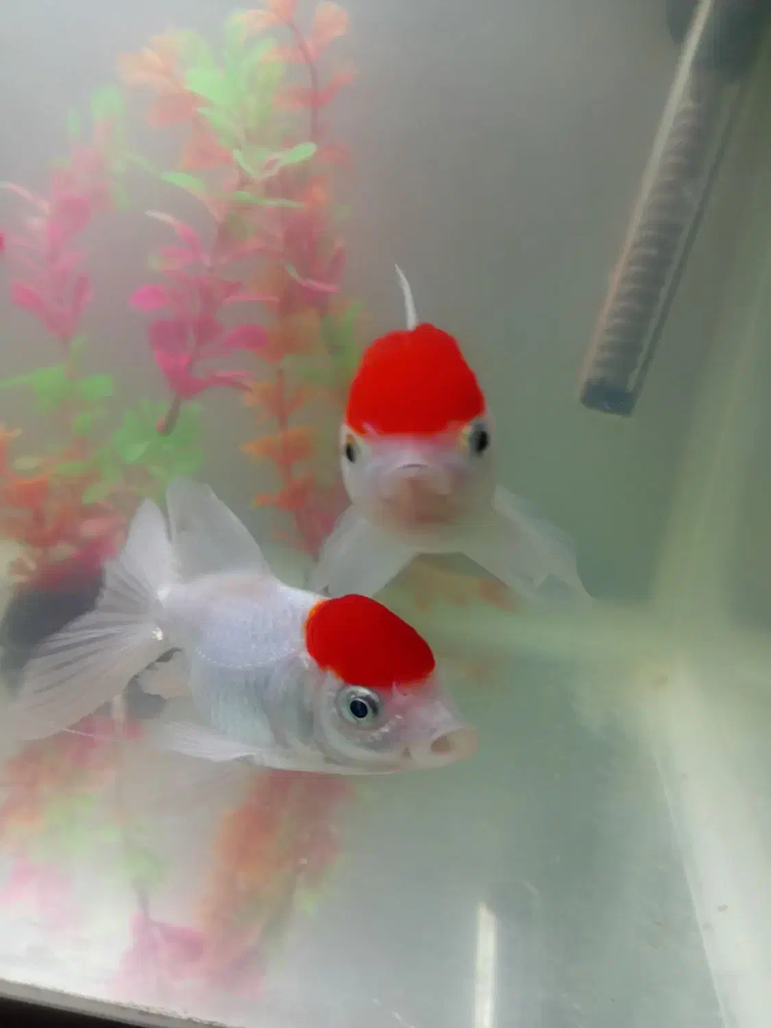 ماهی زینتی|ماهی|خوانسار, |دیوار