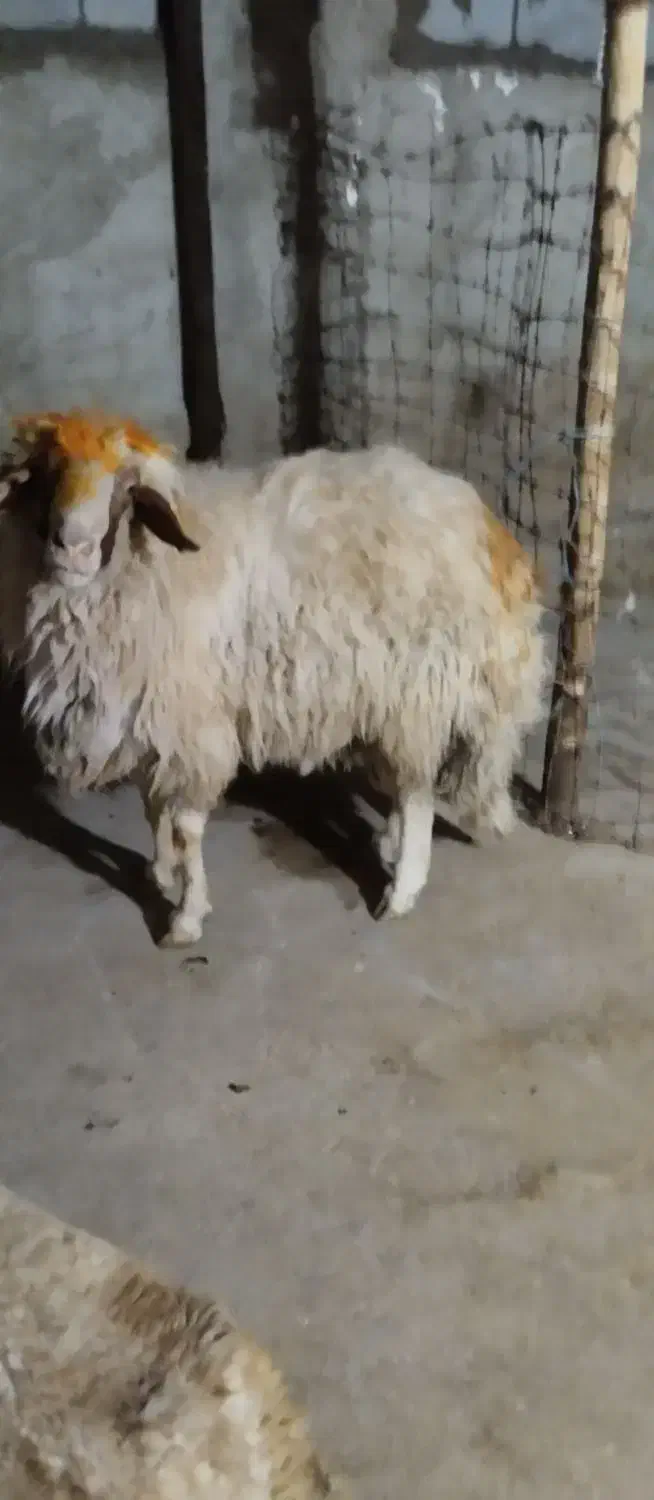 قوچ سنجابی درجه یک|حیوانات مزرعه|چرداول, |دیوار